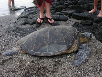 a photo of feet on black sand beach with a sea turtle
