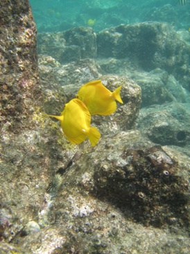 two yellow fish under water