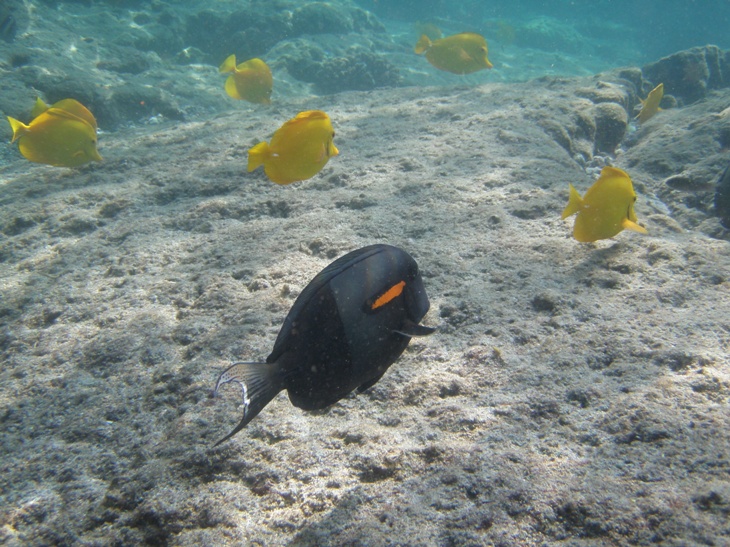 tropical fish in school