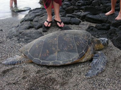 honu beached at feet of kelsey and a woman