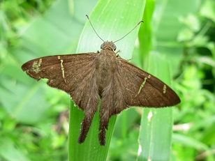 photo of brown luna moth