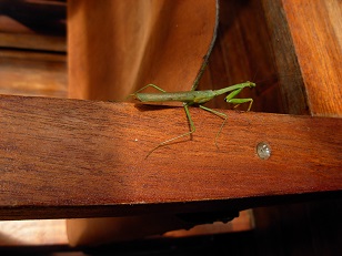 photo of green mantid