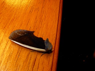 photo of dark grey moth with iridescent stripe